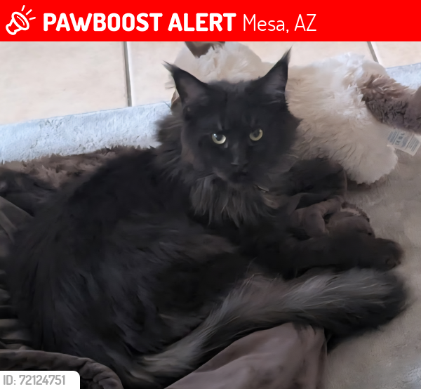 Lost Male Cat last seen Ellsworth & Southern, Mesa, AZ 85209