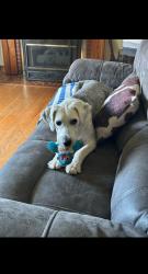 Lost Female Dog last seen Rocky mount school board , Franklin County, VA 24151