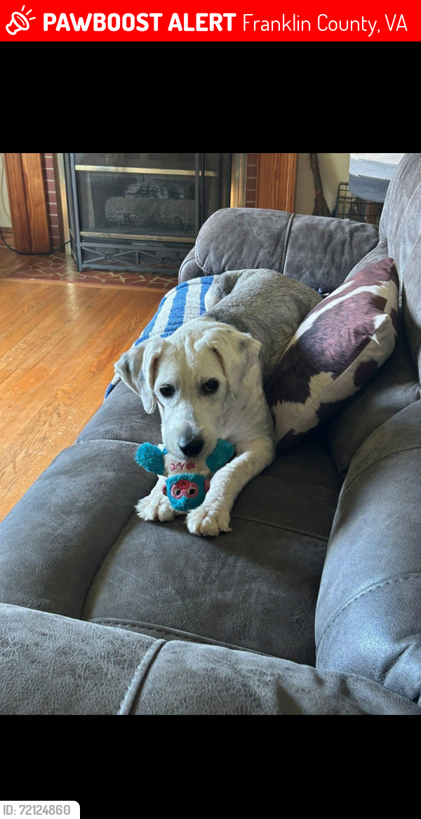 Lost Female Dog last seen Rocky mount school board , Franklin County, VA 24151