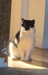 Lost Male Cat last seen Jordan Road, De Pere, WI 54115