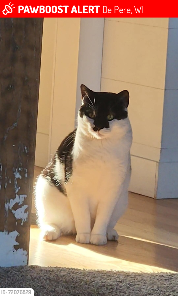 Lost Male Cat last seen Jordan Road, De Pere, WI 54115