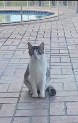 Lost Female Cat last seen Sw 107 Ave and SW 120 St , Palmetto Bay, FL 33176