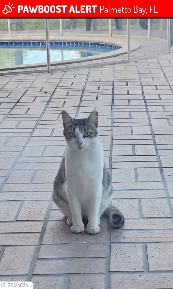 Lost Female Cat last seen Sw 107 Ave and SW 120 St , Palmetto Bay, FL 33176