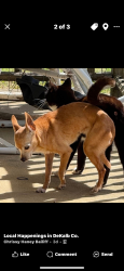 Lost Female Dog last seen Construction area between liberty and Alexandria , Liberty, TN 37095