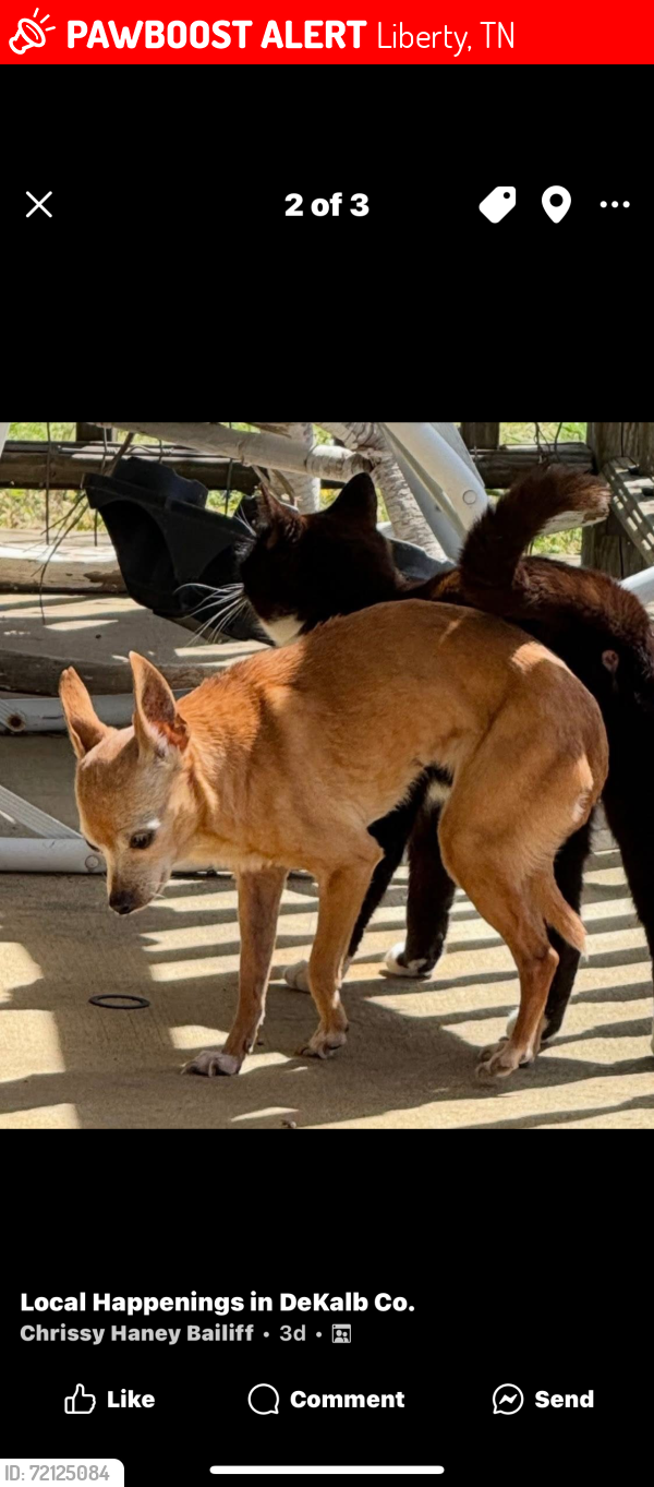 Lost Female Dog last seen Construction area between liberty and Alexandria, Liberty, TN 37095