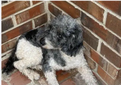 Lost Male Dog last seen Century Oak Court, Oakhall Subdivision near Ravenwood High School, Brentwood, TN 37027