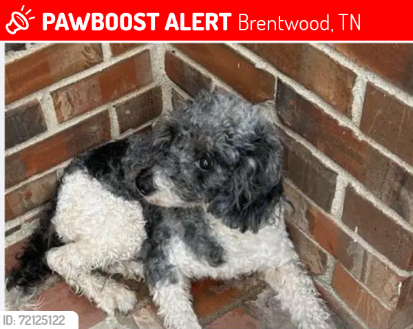 Lost Male Dog last seen Century Oak Court, Oakhall Subdivision near Ravenwood High School, Brentwood, TN 37027
