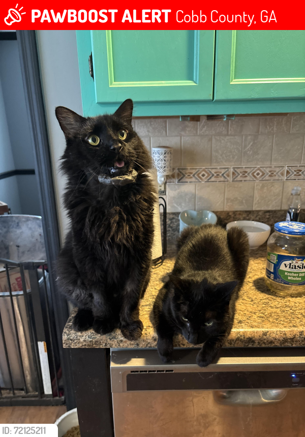 Lost Male Cat last seen Hiram acworth highway , Cobb County, GA 30101