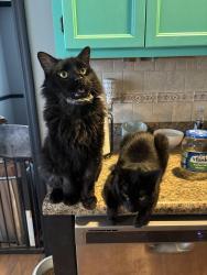 Lost Male Cat last seen Hiram acworth highway , Cobb County, GA 30101