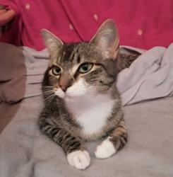 Lost Female Cat last seen Weymouth St and Morris St., Campbelltown, SA 5074