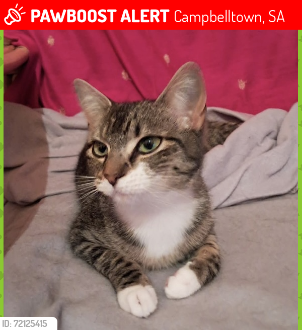 Lost Female Cat last seen Weymouth St and Morris St., Campbelltown, SA 5074