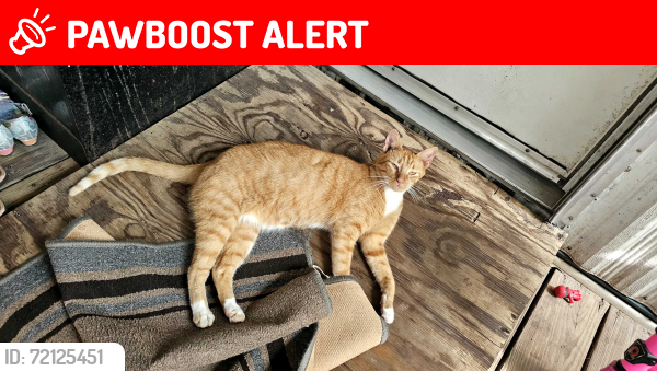 Lost Male Cat last seen Conroe Tx, Montgomery County, TX 77302