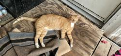 Lost Male Cat last seen Conroe Tx, Montgomery County, TX 77302