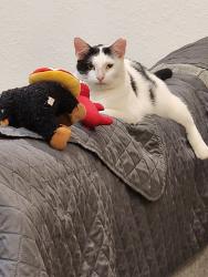 Lost Female Cat last seen Marbella, Florida City, FL 33034