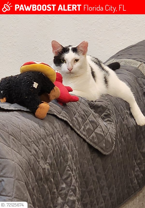 Lost Female Cat last seen Marbella, Florida City, FL 33034