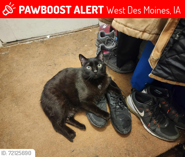 Lost Male Cat last seen 4th and Prospect Ave by the aerospace factory, West Des Moines, IA 50265