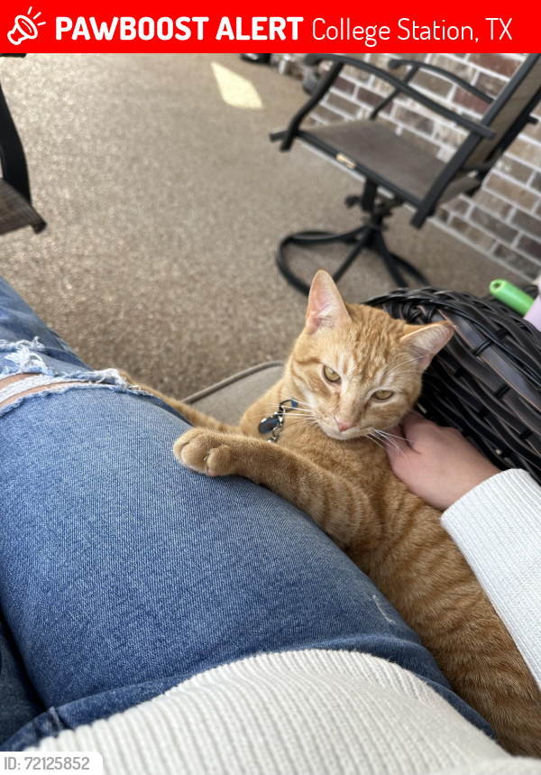 Lost Male Cat last seen Joe Will Dr, College Station, TX 77845