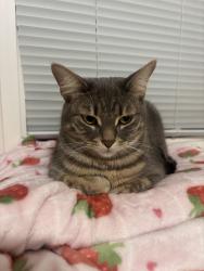 Lost Female Cat last seen Between estelle and bayview in holmes ave. , Toronto, ON M2N