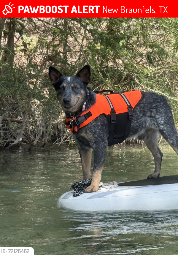 Lost Male Dog last seen Klein Road & Pahmeyer, New Braunfels, TX 78130