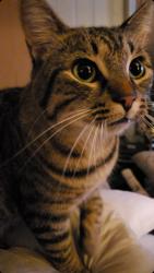 Lost Female Cat last seen 46th and 42nd street at Lesley Ave , Indianapolis, IN 46226