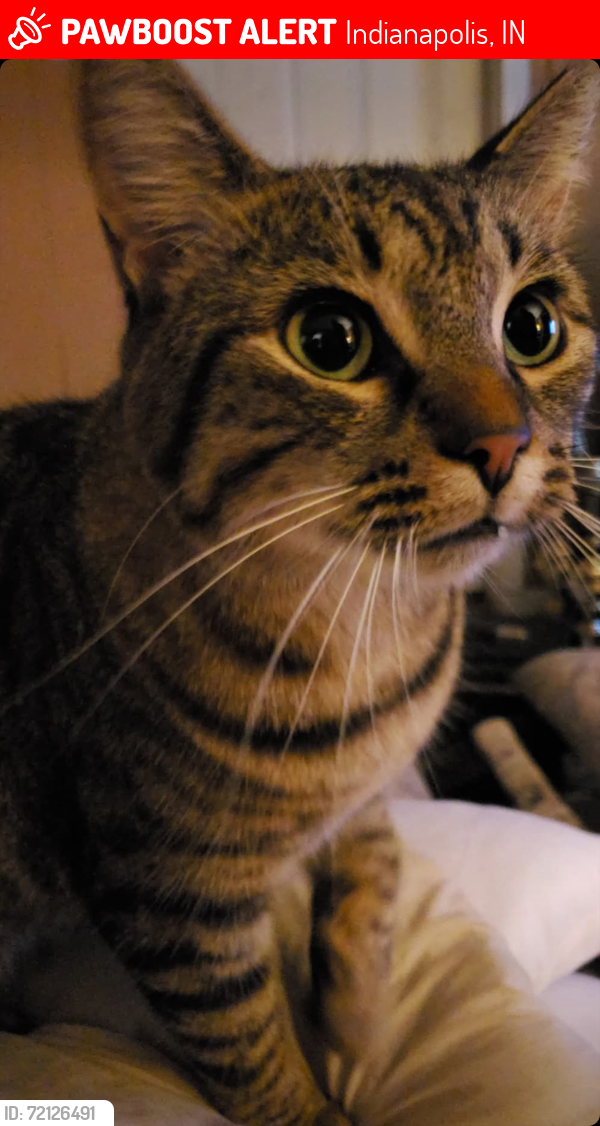 Lost Female Cat last seen 46th and 42nd street at Lesley Ave , Indianapolis, IN 46226