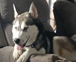 Lost Male Dog last seen S flores , San Antonio, TX 78204