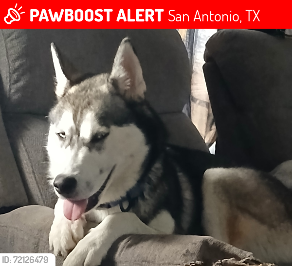 Lost Male Dog last seen S flores , San Antonio, TX 78204