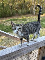 Reunited Female Cat last seen W Shipley Ferry Rd, Kingsport, TN 37663, USA, Kingsport, TN 37663