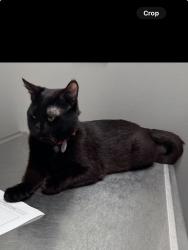 Lost Male Cat last seen Near goodridge ter, Roselle, IL 60172