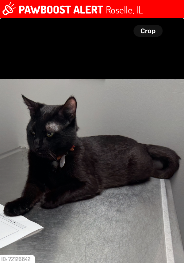 Lost Male Cat last seen Near goodridge ter, Roselle, IL 60172