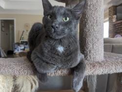 Lost Male Cat last seen Dana Lane and Little Ranch Road, North Richland Hills, TX 76182