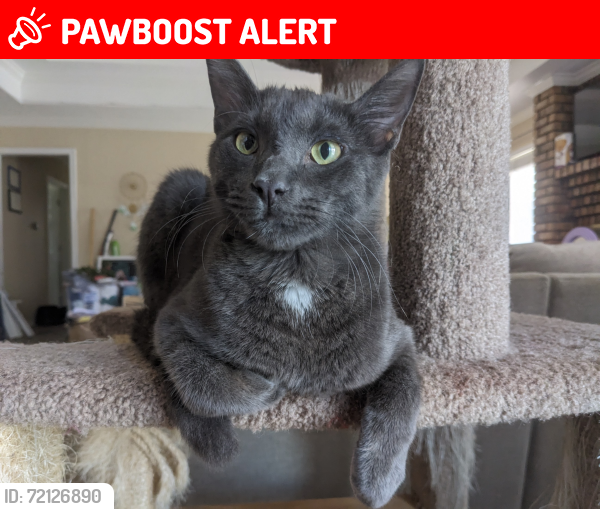 Lost Male Cat last seen Dana Lane and Little Ranch Road, North Richland Hills, TX 76182