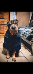 Lost Female Dog last seen Blaisdell park, Honolulu, HI 96819