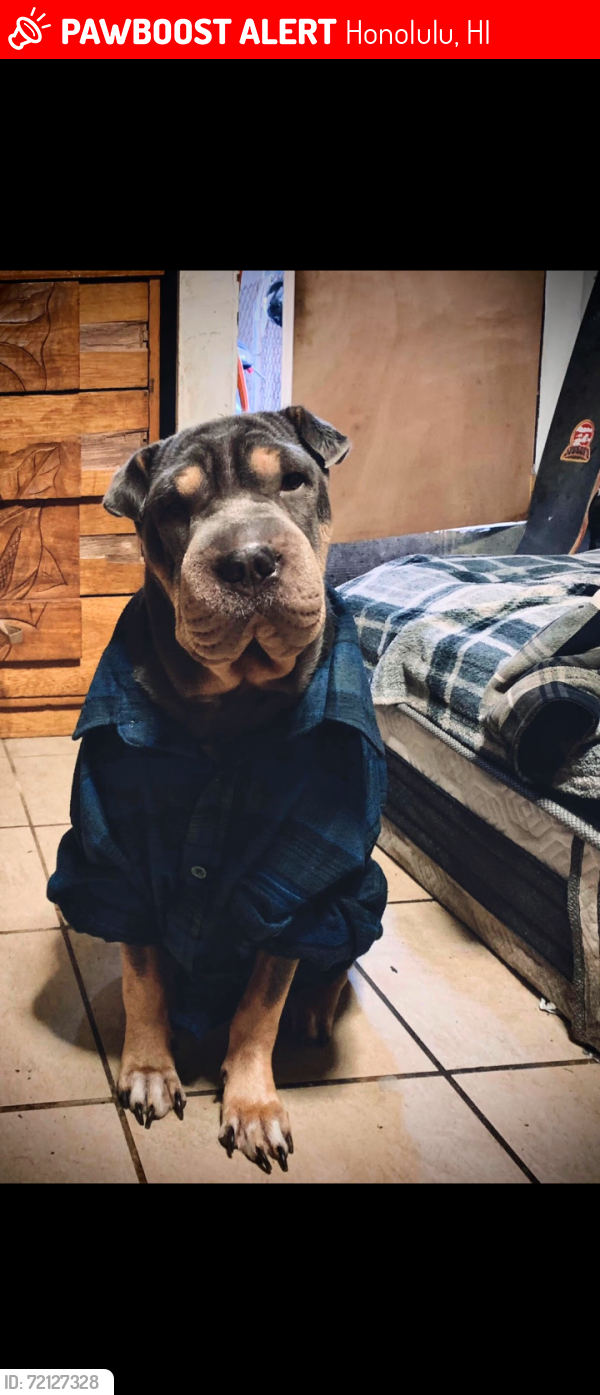 Lost Female Dog last seen Blaisdell park, Honolulu, HI 96819