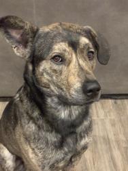 Lost Male Dog last seen Near James Bowie, Geronimo, TX 78155