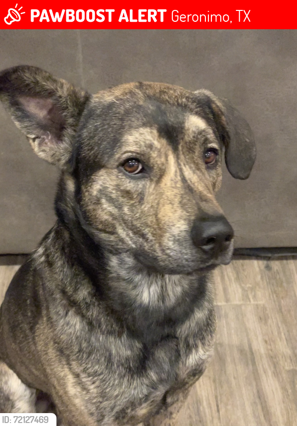 Lost Male Dog last seen Near James Bowie, Geronimo, TX 78155