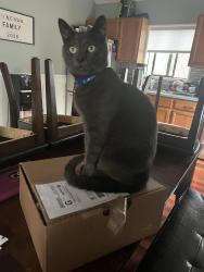 Lost Male Cat last seen Hedge, Dingmans Ferry, PA 18328
