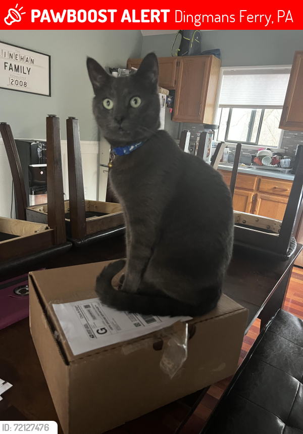 Lost Male Cat last seen Hedge, Dingmans Ferry, PA 18328