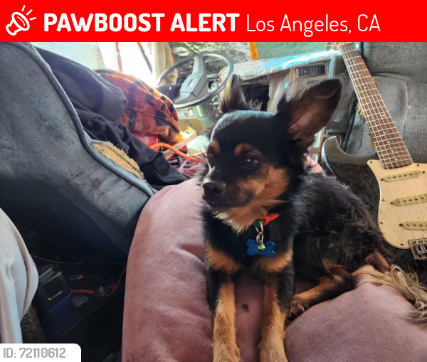 Lost Male Dog last seen Near and Figueroa Los Angeles Cal., Los Angeles, CA 90037
