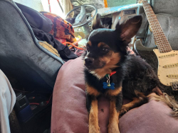 Lost Male Dog last seen Near and Figueroa Los Angeles Cal., Los Angeles, CA 90037
