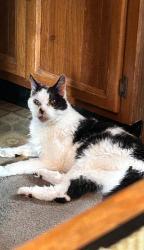 Lost Male Cat last seen Philadelphia pike is close. He got lost Gwenhurst, Claymont, DE 19703