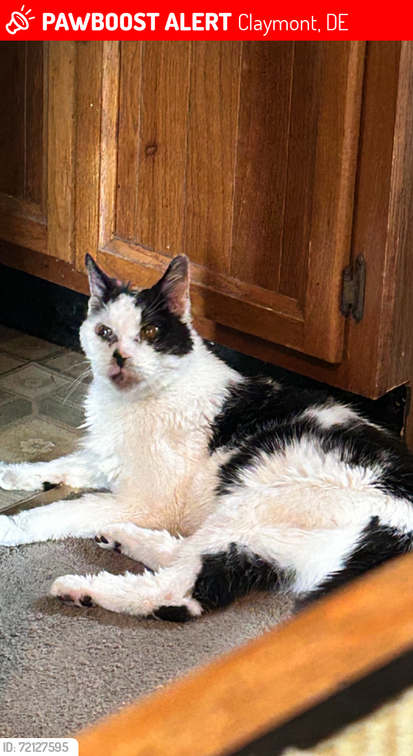 Lost Male Cat last seen Philadelphia pike is close. He got lost Gwenhurst, Claymont, DE 19703
