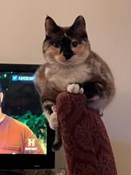 Lost Female Cat last seen Prince Charles and 96, Surrey, BC V3V 1S6