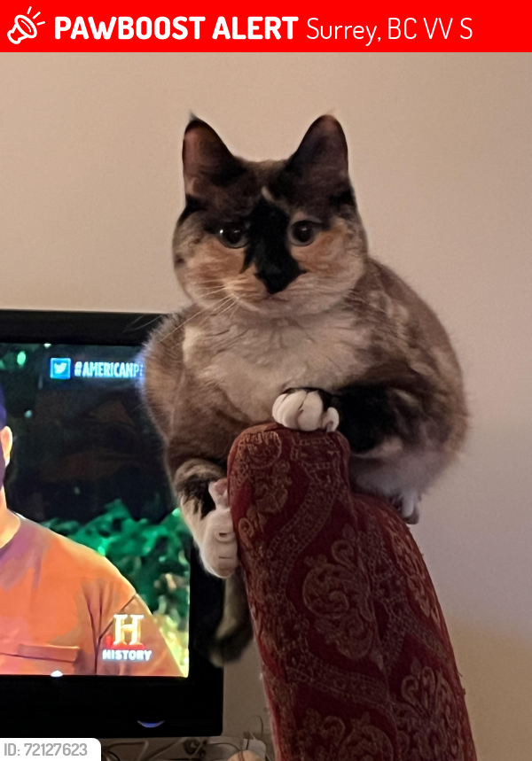 Lost Female Cat last seen Prince Charles and 96, Surrey, BC V3V 1S6