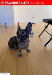 Lost Female Dog last seen Durango and edna, Las Vegas, NV 89117