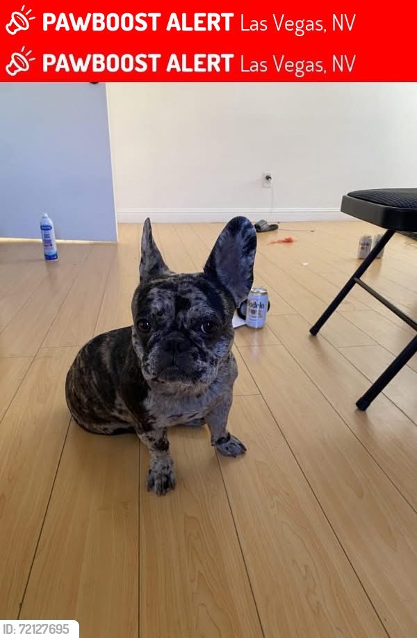 Lost Female Dog last seen Durango and edna, Las Vegas, NV 89117