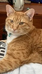 Lost Male Cat last seen Se 225th st, Hobart, WA 98038