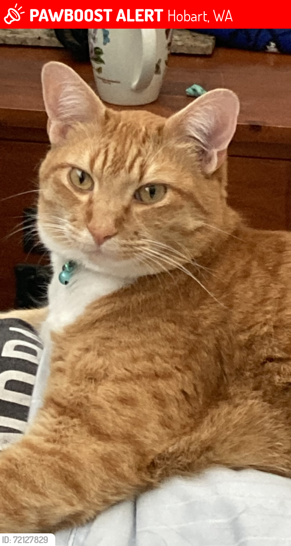 Lost Male Cat last seen Se 225th st, Hobart, WA 98038