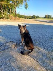 Lost Female Dog last seen Main, Grand Prairie, TX 75050