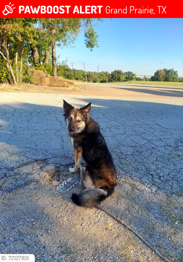 Lost Female Dog last seen Main, Grand Prairie, TX 75050